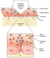 Capillary Filtration