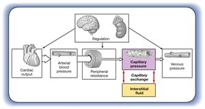 Capillary Pressure and Filtration