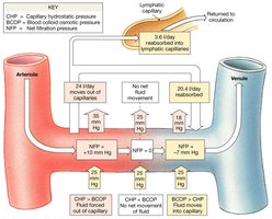 Forces Acting across Capillary Walls move water