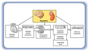 Homeostatic Adjustments that Compensate for a Reduction in Blood Pressure and Blood Flow