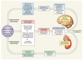 Homeostatic Adjustments that Compensate for a Reduction in Blood Pressure and Blood Flow