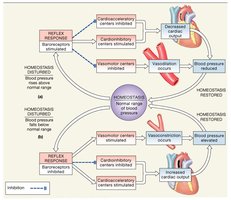 Baroreceptor Reflexes of the Carotid and Aortic Sinuses