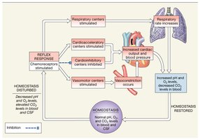 Chemoreceptor Reflexes (carotid bodies and aortic sinus)