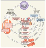 Regulation of Blood Pressure and Blood Volume