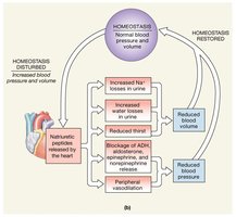 Regulation of BP and Volume: ANP