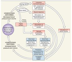 Cardiovascular Responses to Hemorrhaging and Blood Loss