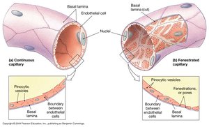 Capillary Structure: Continuous and Fenestrated Capillaries