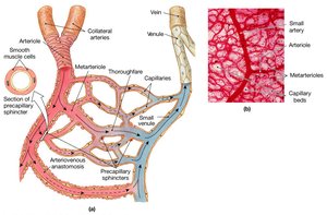 Organization of a Capillary Bed