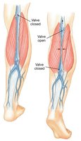 The Function of Valves in the Venous System