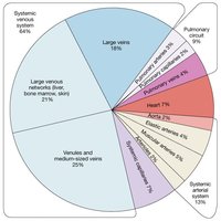 Distribution of Blood in the Cardiovascular System