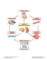 Cardiovascular Physiology Overview