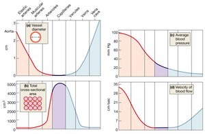 Relationships among Vessel Diameter, Cross-sectional Area, Blood Pressure, and Blood Viscosity