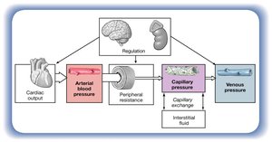 Pressures within the Cardiovascular System