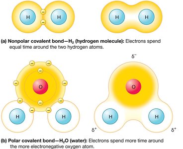 Nonpolar vs. polar covalent bonds