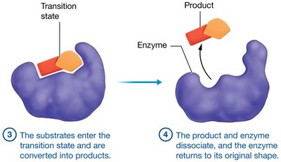 Enzyme-substrate interaction (continued)