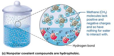 Hydrophobic molecules in water