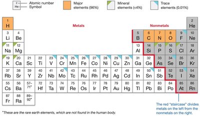 Elements in the human body and their positions in the periodic table