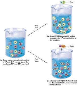 Behavior of acids and bases in water