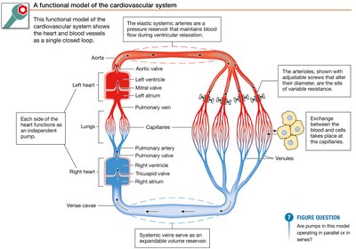 Functional model of the cardiovascular system