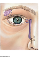 Blank External Eye for Labeling