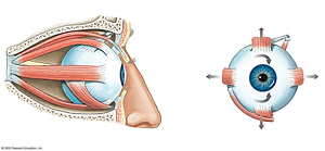 Blank External Eye Muscles for Labeling