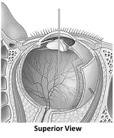 Blank Internal Eye for Labeling