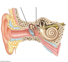 Blank External Middle and Internal Ear for Labeling
