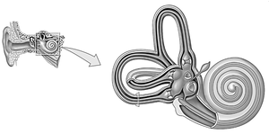 Blank Inner Ear for Labeling
