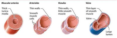 Comparison of muscular arteries, arterioles, venules, and veins