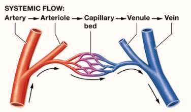 Systemic flow: artery to arteriole to capillary bed to venule to vein