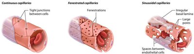 Types of capillaries: continuous, fenestrated, sinusoidal