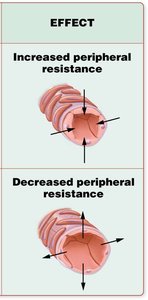 Effect of vessel diameter on peripheral resistance