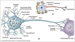 Neuron Axonal Compartment Anatomy & Physiology Nervous System Study Guide | Notes
