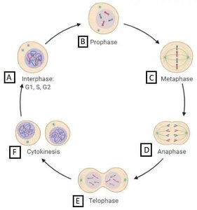 Cell cycle and mitotic phases
