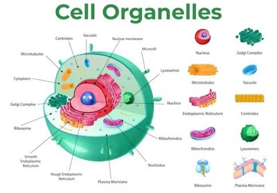 Cell organelles and their functions