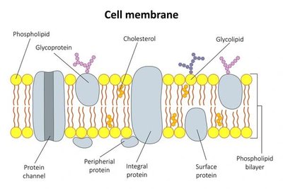 Structure of the cell membrane