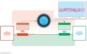 Homeostasis: room temperature control analogy