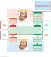 Negative feedback: body temperature regulation