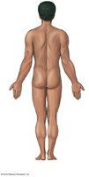 Anatomical landmarks: posterior view