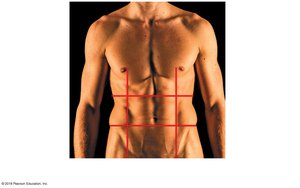 Abdominopelvic regions