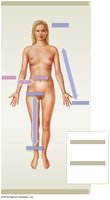 Directional references: anterior view