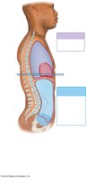 Body cavities: lateral view