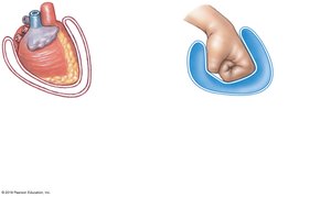 Serous membranes: pericardial cavity