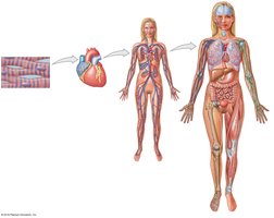 Levels of organization: tissue to organism