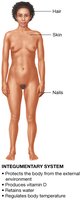 The 11 organ systems of the human body