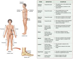 Directional terms