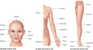 Regions of the body, posterior view
