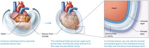 Serous membrane enveloping the heart