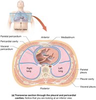 Serous membranes, transverse section