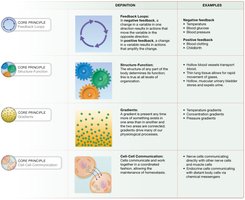 Core principles icons